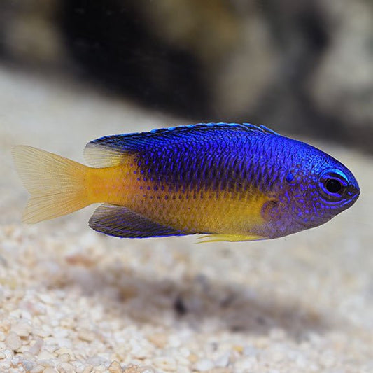 Live Fish|Blue & Gold Damselfish - Pomacentrus coelestis|Cradle Coast Pet & Aquarium