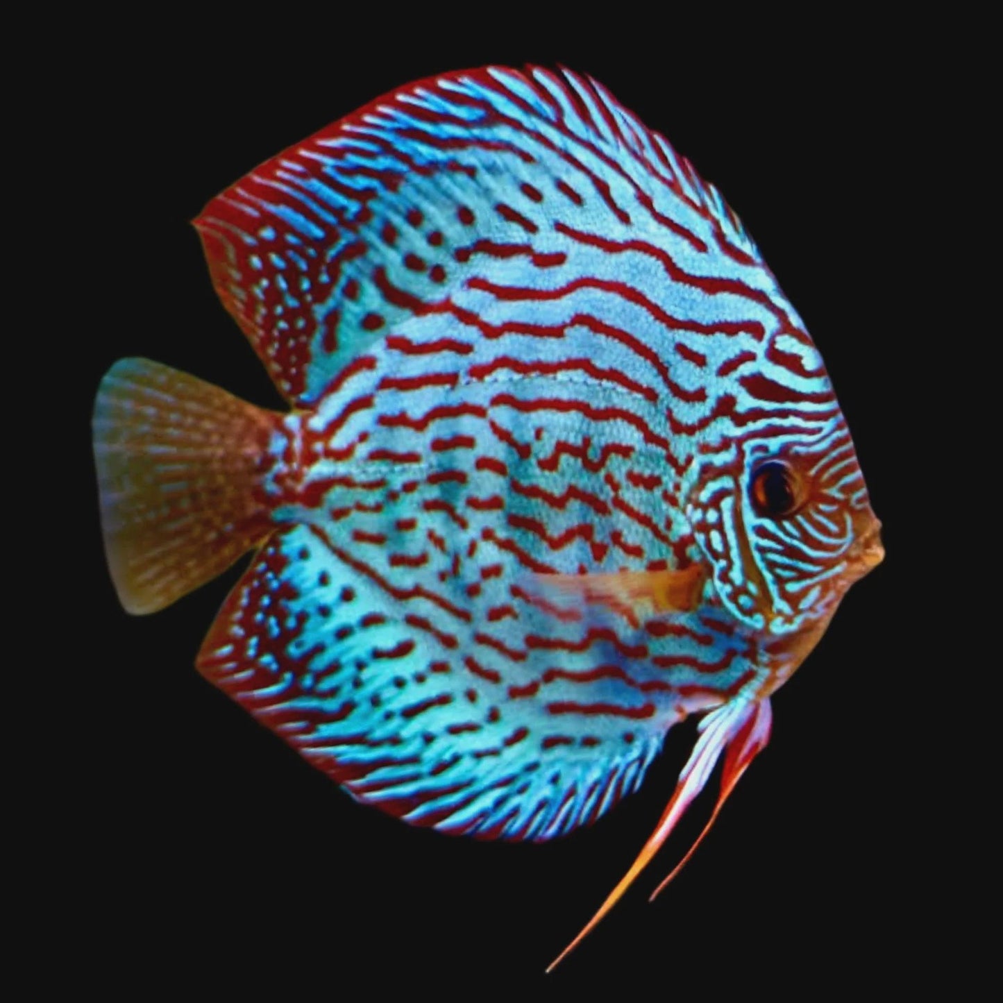 blue turquoise discus - symphosodon sp. - cradle coast pet & aquarium