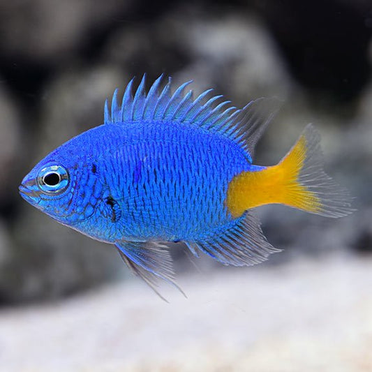 Marine Fish|Blue Yellowtail Damselfish - Chrysiptera parasema|Cradle Coast Pet & Aquarium