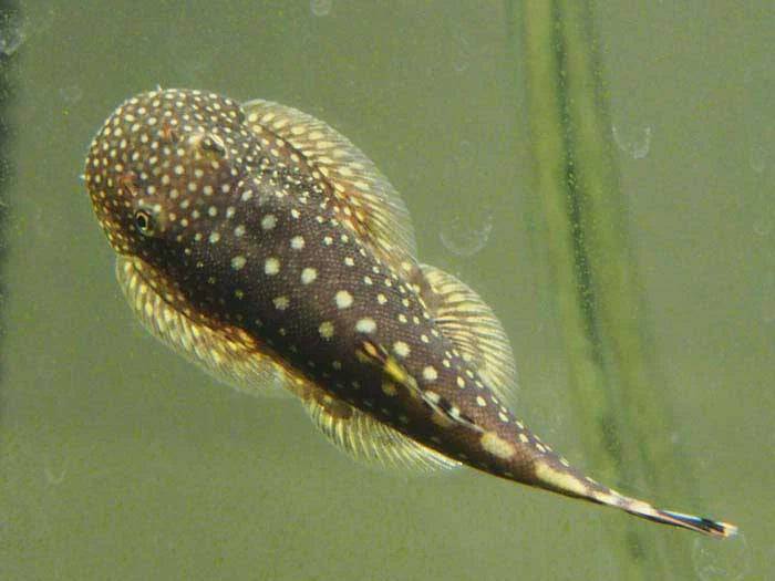 borneo sucker - pseudogastromyzon myersi - cradle coast pet & aquarium