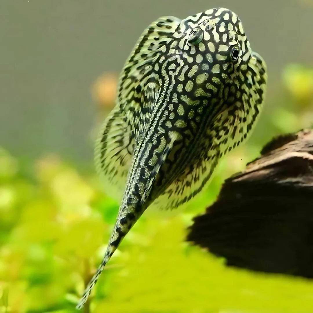 borneo sucker - pseudogastromyzon myersi - cradle coast pet & aquarium