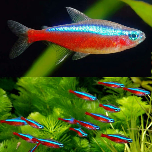 Freshwater Fish|Cardinal Tetra - Paracheirodon axelrodi|Cradle Coast Pet & Aquarium