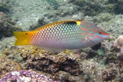 Live Fish|Checkerboard Wrasse - Halichoeres hortulanus|Cradle Coast Pet & Aquarium