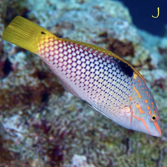 Live Fish|Checkerboard Wrasse - Halichoeres hortulanus|Cradle Coast Pet & Aquarium