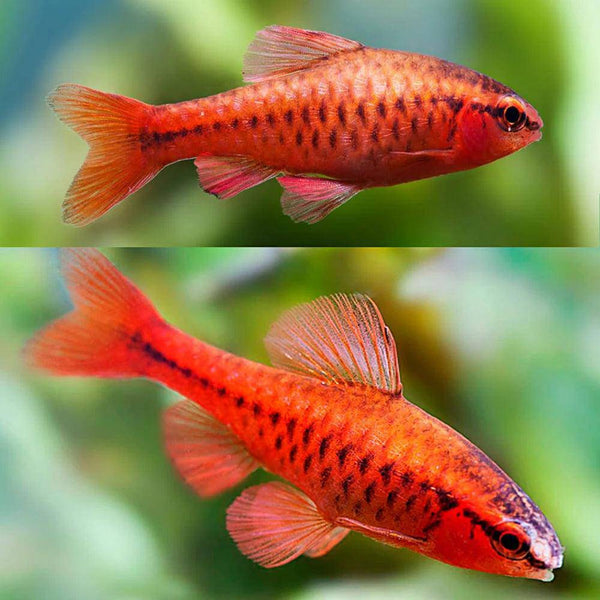 Cherry Barb - Puntius titteya