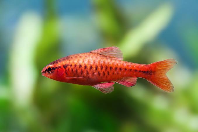 cherry barb - puntius titteya - cradle coast pet & aquarium