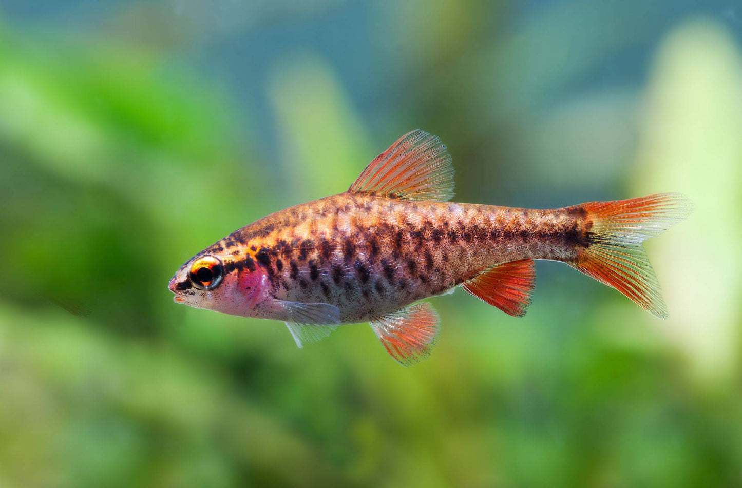 cherry barb - puntius titteya - cradle coast pet & aquarium