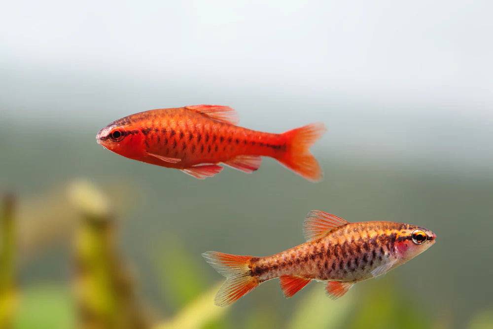 cherry barb - puntius titteya - cradle coast pet & aquarium