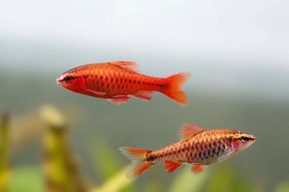 Cherry Barb - Puntius titteya - Cradle Coast Pet & Aquarium