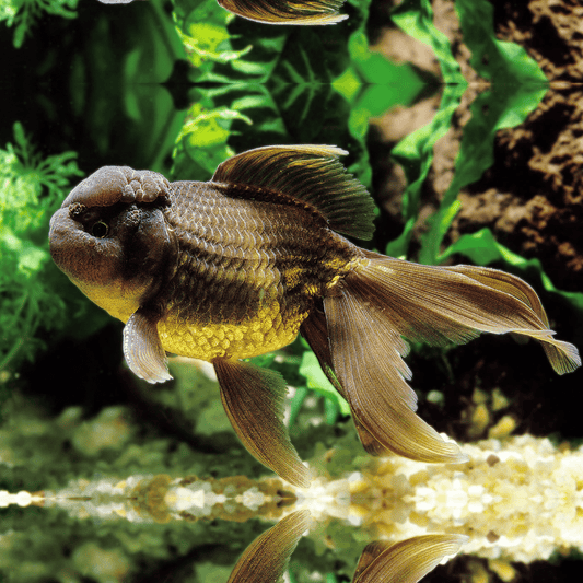 Live Fish|Chocolate Oranda - Carassius auratus|Cradle Coast Pet & Aquarium