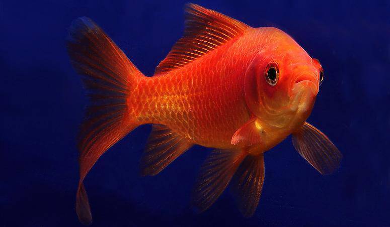 comet - carassius auratus - cradle coast pet & aquarium