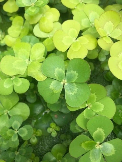 Live Plants|Common Nardoo | Marsilea drummondii|Cradle Coast Pet & Aquarium