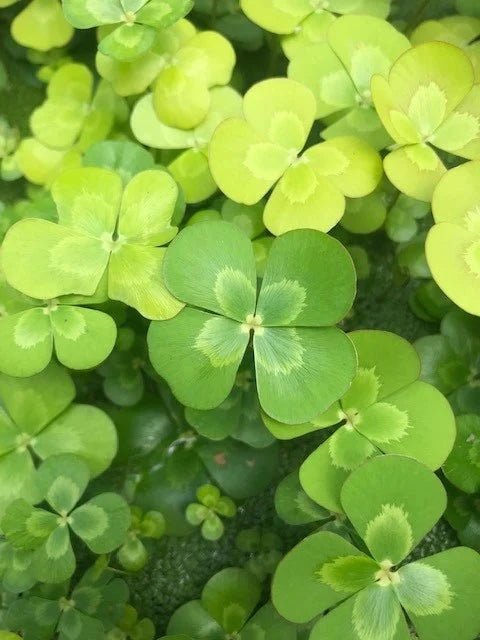 Live Plants|Common Nardoo | Marsilea drummondii|Cradle Coast Pet & Aquarium