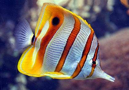 copperband butterflyfish - chelmon rostratus - cradle coast pet & aquarium