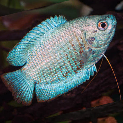 Freshwater Fish|Coral Blue Dwarf Gourami - Trichogaster lalius|Cradle Coast Pet & Aquarium