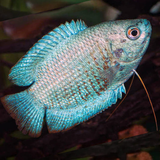 Freshwater Fish|Coral Blue Dwarf Gourami - Trichogaster lalius|Cradle Coast Pet & Aquarium