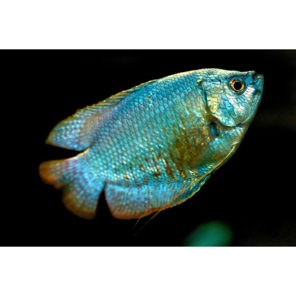 Freshwater Fish|Coral Blue Dwarf Gourami - Trichogaster lalius|Cradle Coast Pet & Aquarium