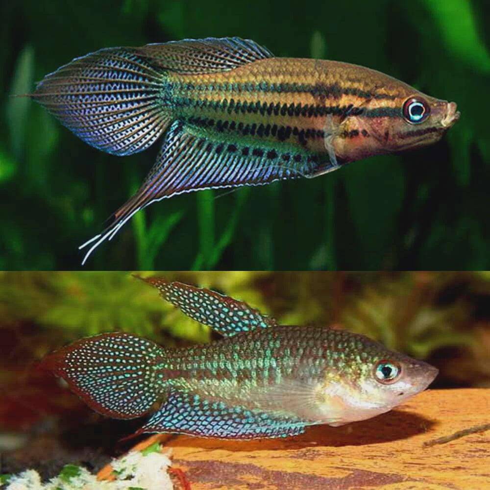 croaking gourami - trichopsis vittata - cradle coast pet & aquarium