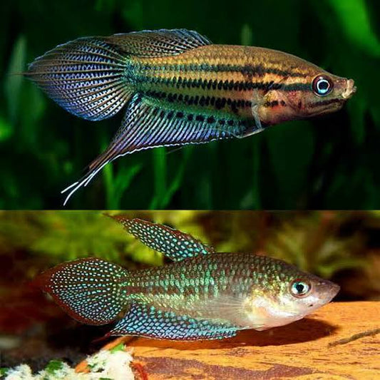 Live Fish|Croaking Gourami - Trichopsis vittatus|Cradle Coast Pet & Aquarium