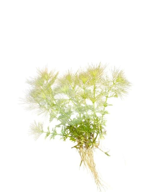 Live Plants|Darwin River Ambulia | Limnophila brownii|Cradle Coast Pet & Aquarium