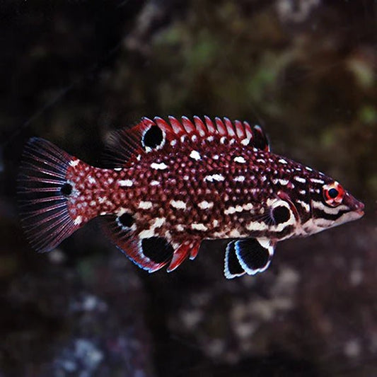 Wrasse & Hogfish | Diana's Hogfish - Bodianus diana | Cradle Coast Pet & Aquarium