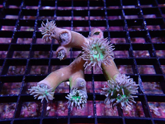 Live Coral|Duncan Coral - Duncanopsammia axifuga|Cradle Coast Pet & Aquarium