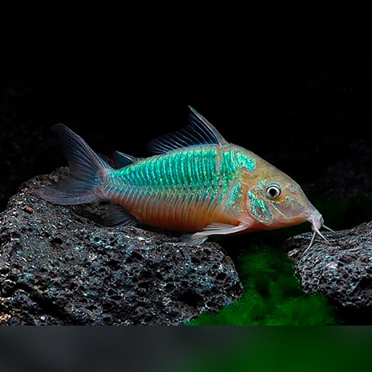 Catfish | Emerald Green Cory - Corydoras splendens | Cradle Coast Pet & Aquarium