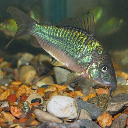 Catfish | Emerald Green Cory - Corydoras splendens | Cradle Coast Pet & Aquarium