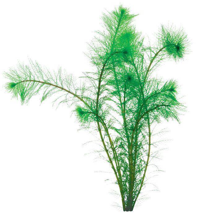 filigree milfoil - myriophyllum simulans - cradle coast pet & aquarium