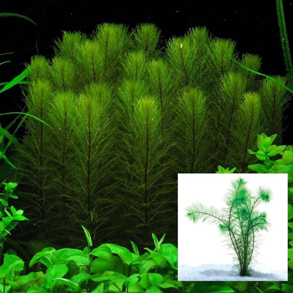 filigree milfoil - myriophyllum simulans - cradle coast pet & aquarium