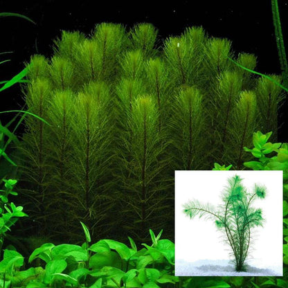 Filigree Milfoil - Myriophyllum simulans - Cradle Coast Pet & Aquarium