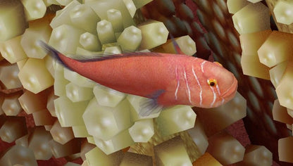 Marine Fish | Five Lined Coral Goby - Gobiodon quinquestrigatus | Cradle Coast Pet & Aquarium