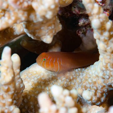Marine Fish | Five Lined Coral Goby - Gobiodon quinquestrigatus | Cradle Coast Pet & Aquarium