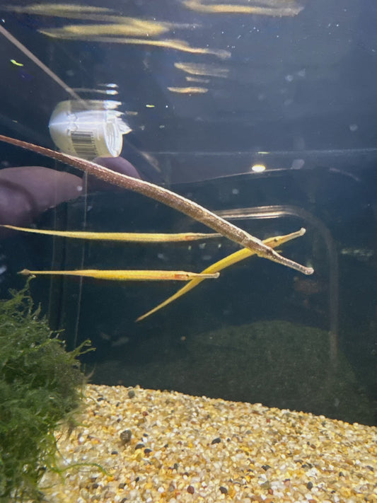 Freshwater Fish|Freshwater Short Snout Pipefish - Doryicthys martensii|Cradle Coast Pet & Aquarium