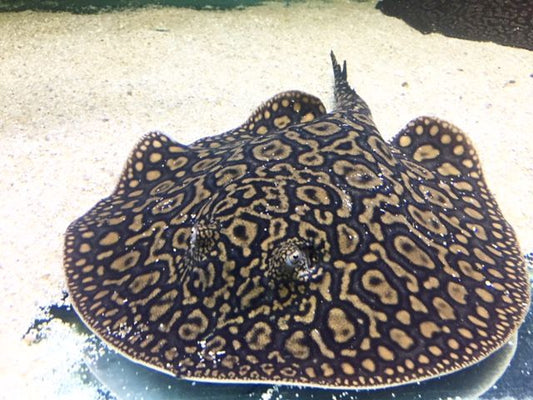 Freshwater Fish|Freshwater Stingray 'Mantilla' - Potamotrygon sp. Mantilla|Cradle Coast Pet & Aquarium