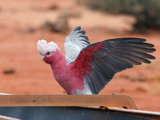 Live Birds|Galah - Eolophus roseicapilla|Cradle Coast Pet & Aquarium