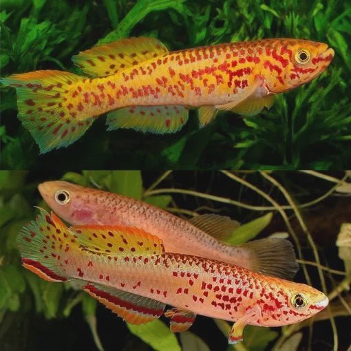 Live Fish|Gardnes Killifish - Aphyosmion gardneri|Cradle Coast Pet & Aquarium