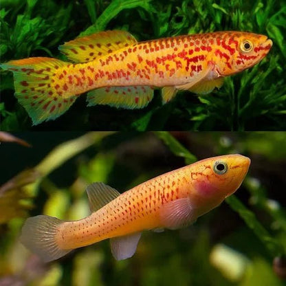 Live Fish|Gardnes Killifish - Aphyosmion gardneri|Cradle Coast Pet & Aquarium