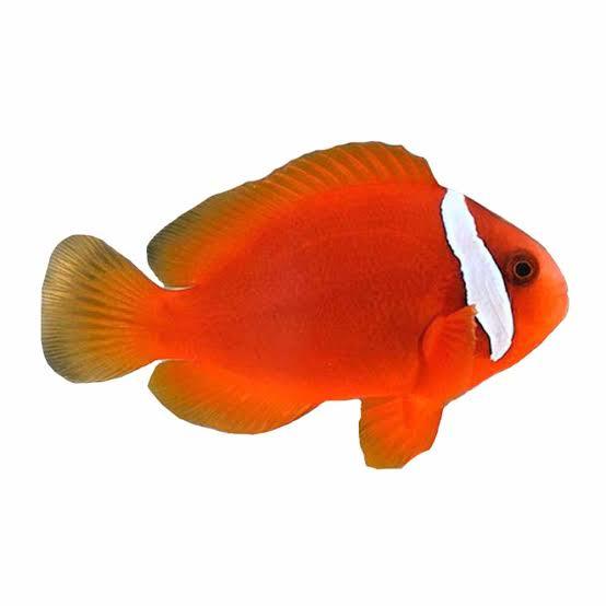 gbr tomato clownfish - amphiprion melanopus - cradle coast pet & aquarium