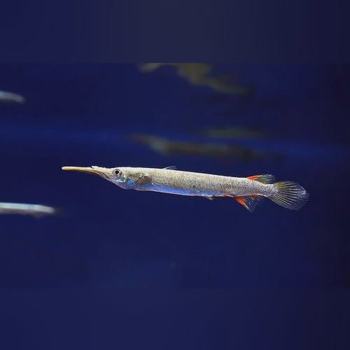 Live Fish|Gold Half Beak - Dermogeenys pusilla|Cradle Coast Pet & Aquarium
