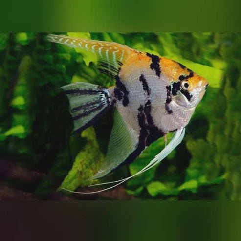 Live Fish|Gold Marble Koi Angelfish - Pterophyllum scalare|Cradle Coast Pet & Aquarium