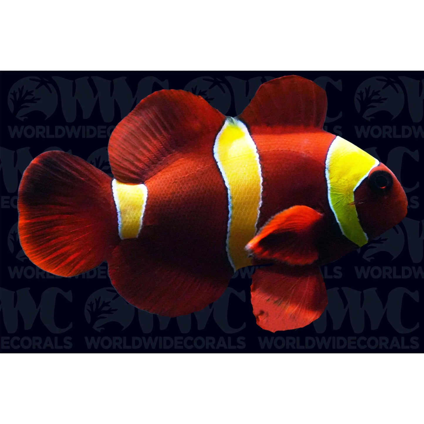 Clownfish | Gold Stripe Maroon Clownfish - Premnas epigramma | Cradle Coast Pet & Aquarium