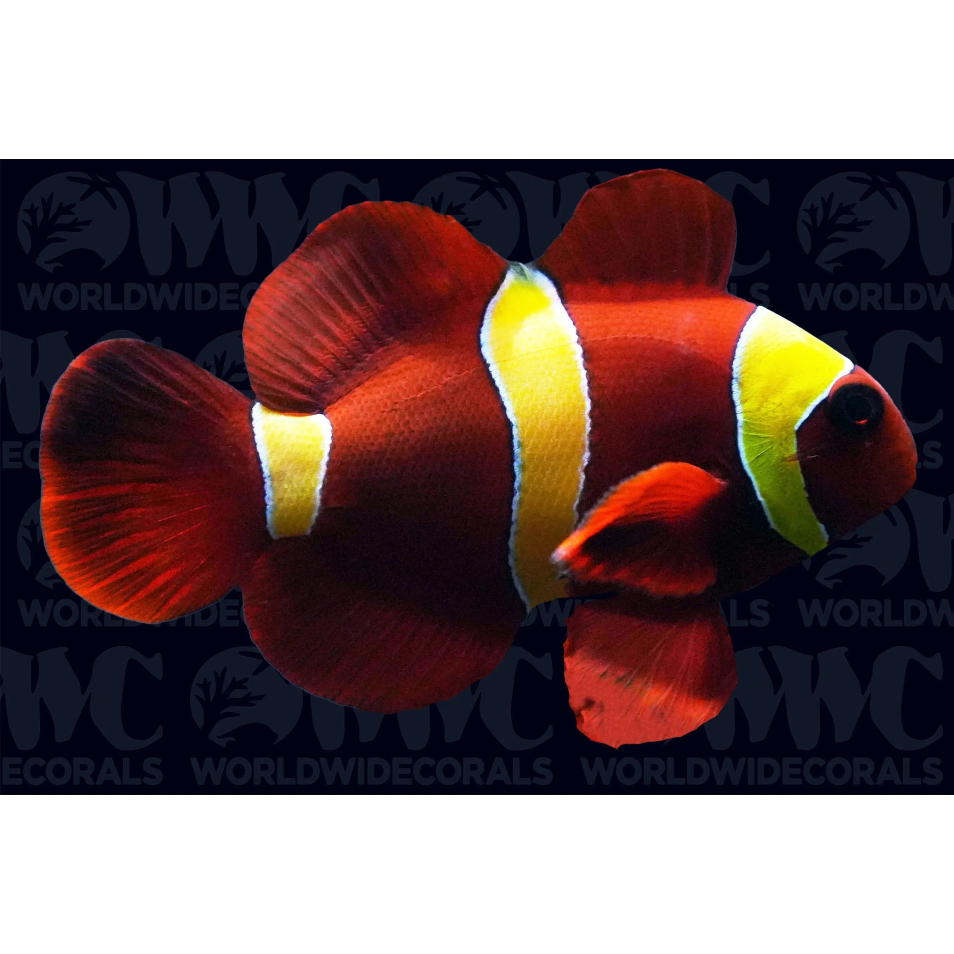 Clownfish | Gold Stripe Maroon Clownfish - Premnas epigramma | Cradle Coast Pet & Aquarium