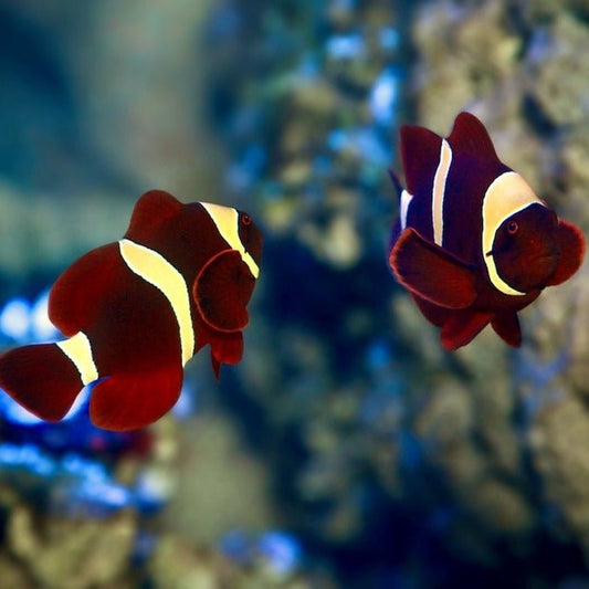 Clownfish | Gold Stripe Maroon Clownfish - Premnas epigramma | Cradle Coast Pet & Aquarium