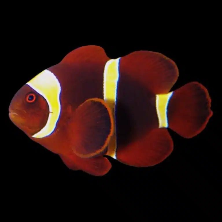 Clownfish | Gold Stripe Maroon Clownfish - Premnas epigramma | Cradle Coast Pet & Aquarium