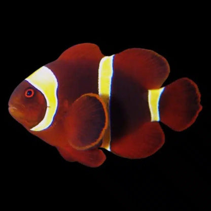 Clownfish | Gold Stripe Maroon Clownfish - Premnas epigramma | Cradle Coast Pet & Aquarium