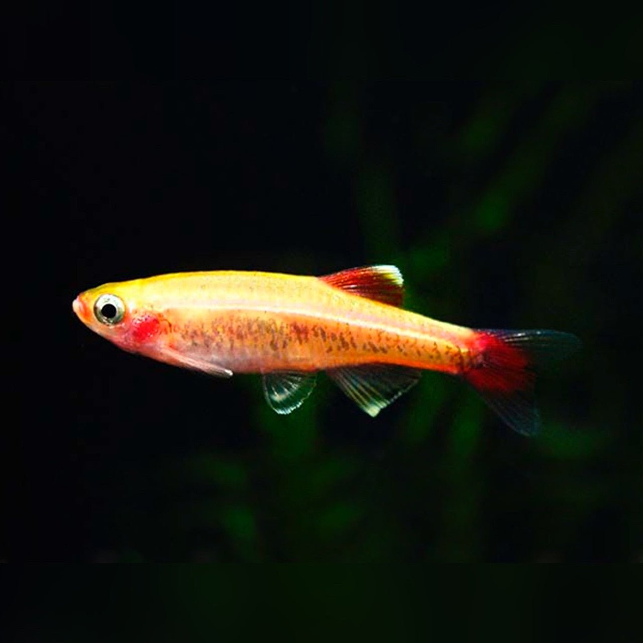 Freshwater Fish|Gold White Cloud Mountain. Minnow - Tanichthys albonubes|Cradle Coast Pet & Aquarium