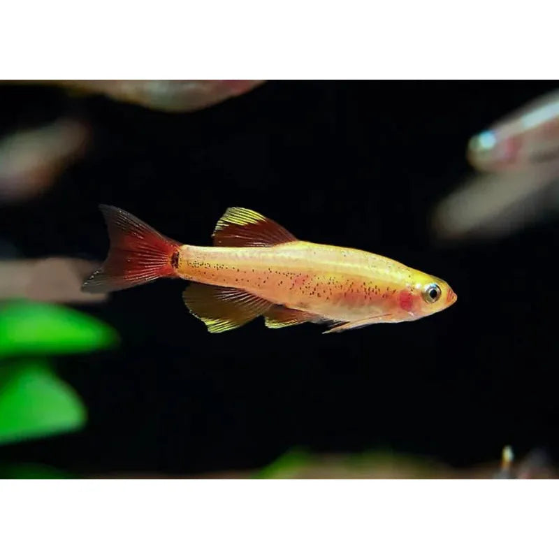 Freshwater Fish|Gold White Cloud Mountain. Minnow - Tanichthys albonubes|Cradle Coast Pet & Aquarium