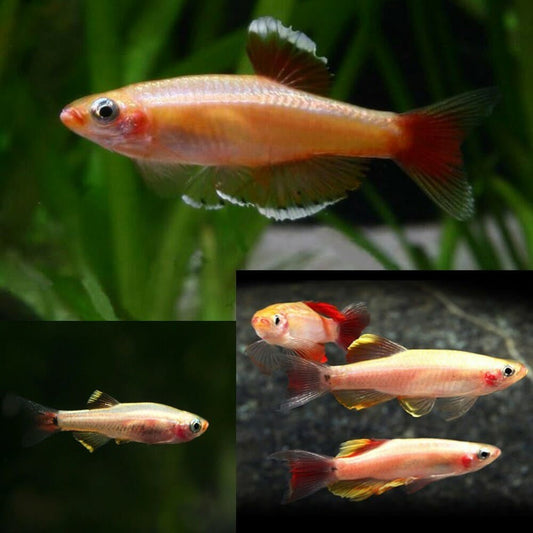 Freshwater Fish|Gold White Cloud Mountain. Minnow - Tanichthys albonubes|Cradle Coast Pet & Aquarium