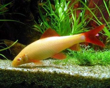Freshwater Fish|Golden Shark - Epalzeorhynchos frenatus sp. Gold|Cradle Coast Pet & Aquarium